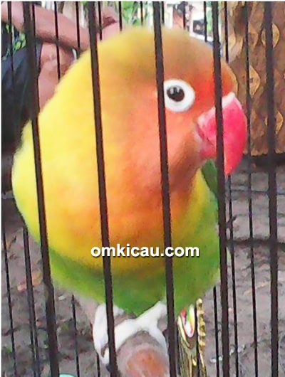 Lovebird Fitri