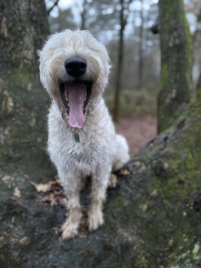 Hund sitzt auf Baumstamm und gähnt.