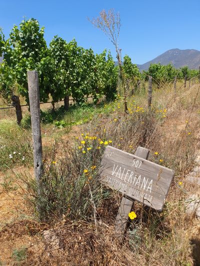 The largest organic winery in the world