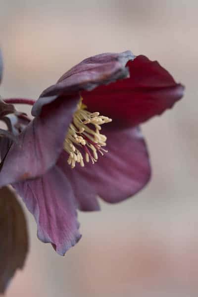 schwarze helleborus sorten