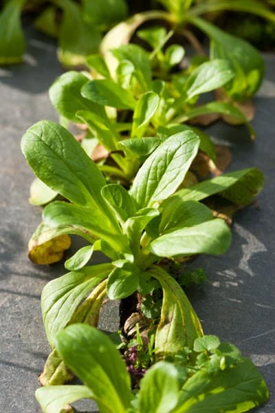 Ihr wollt das ganze Jahr eigenen Salat ernten? Probiert es mal mit meinem "Nie-wieder-Salat-kaufen" Anbauplan. Mit Sorten-Vorschlägen für jeden Monat.