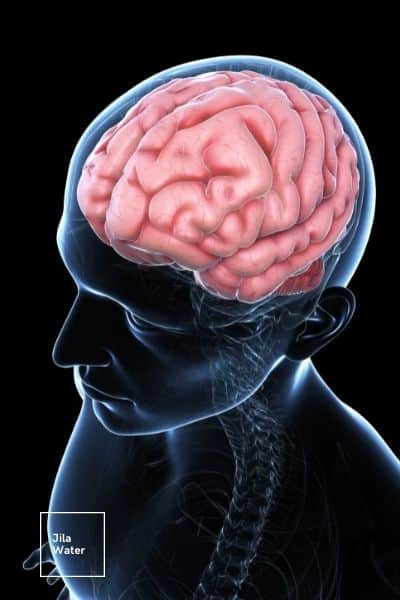 The Brain and Water: Why Water Is Needed for a Healthy Brain
