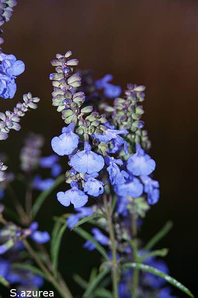 Salvia azurea
