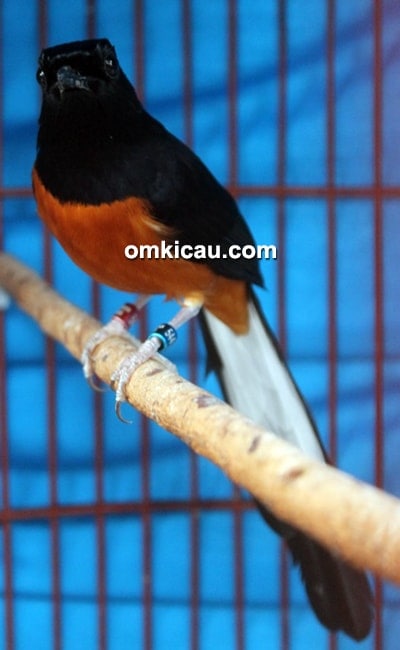 Murai batu Black Forest Murai batu Black Forest