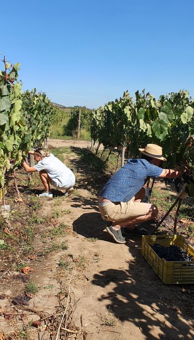 If you visit at just the right time you may be abkle to help in the harvest