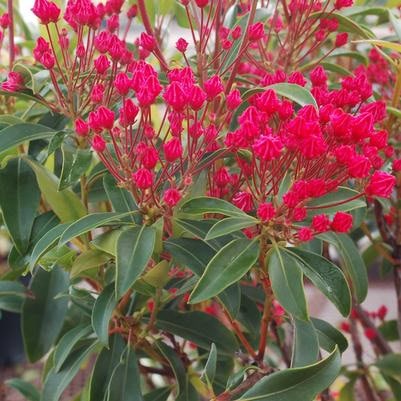 Laurel Mountain 'Sarah'