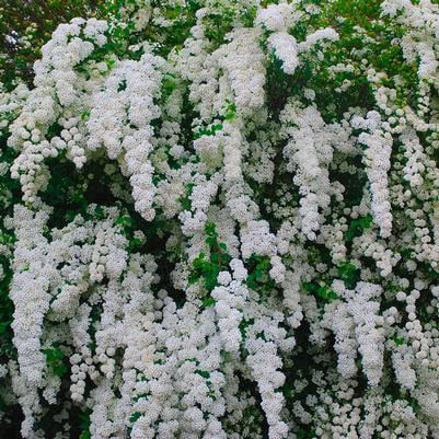 Spiraea  'Snowmound'