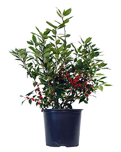 Shrubs With Berries for Birds
