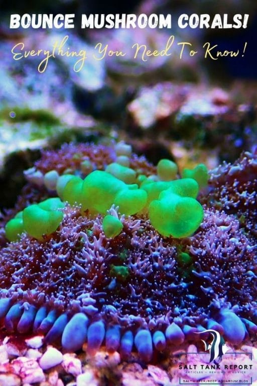 bounce mushroom corals