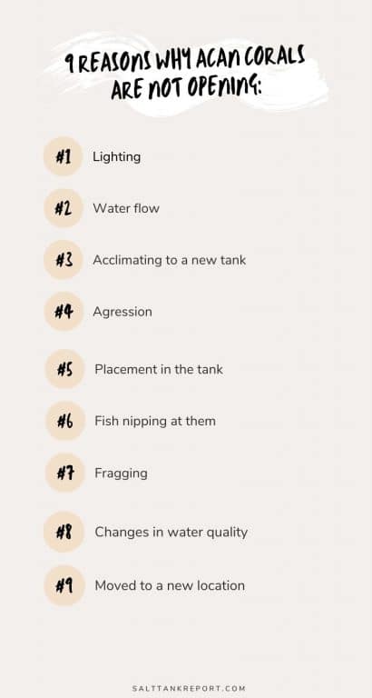 Acan corals not opening