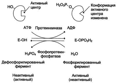 Разница между Фосфорилированием и Дефосфорилированием 2 Процесс Фосфорилирования - Дефосфорилирования