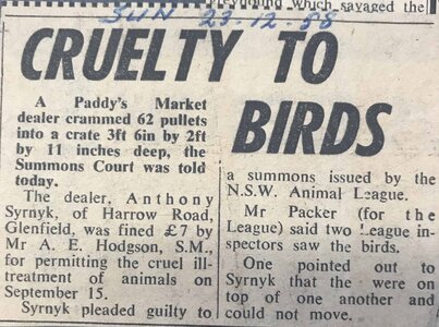 News article on Paddy's market bird proseuction