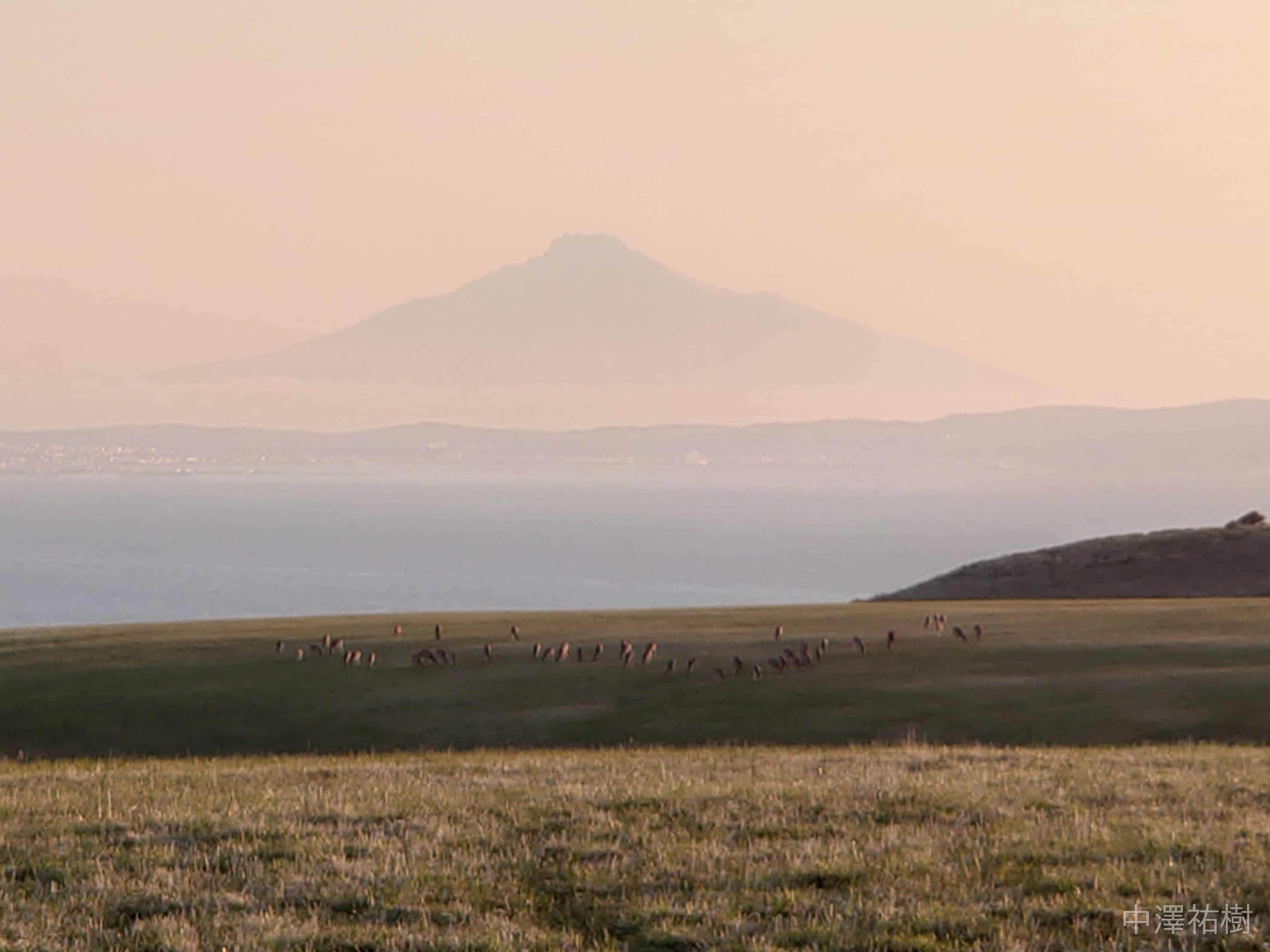 198.宗谷丘陵・夕景の草原とエゾシカ④