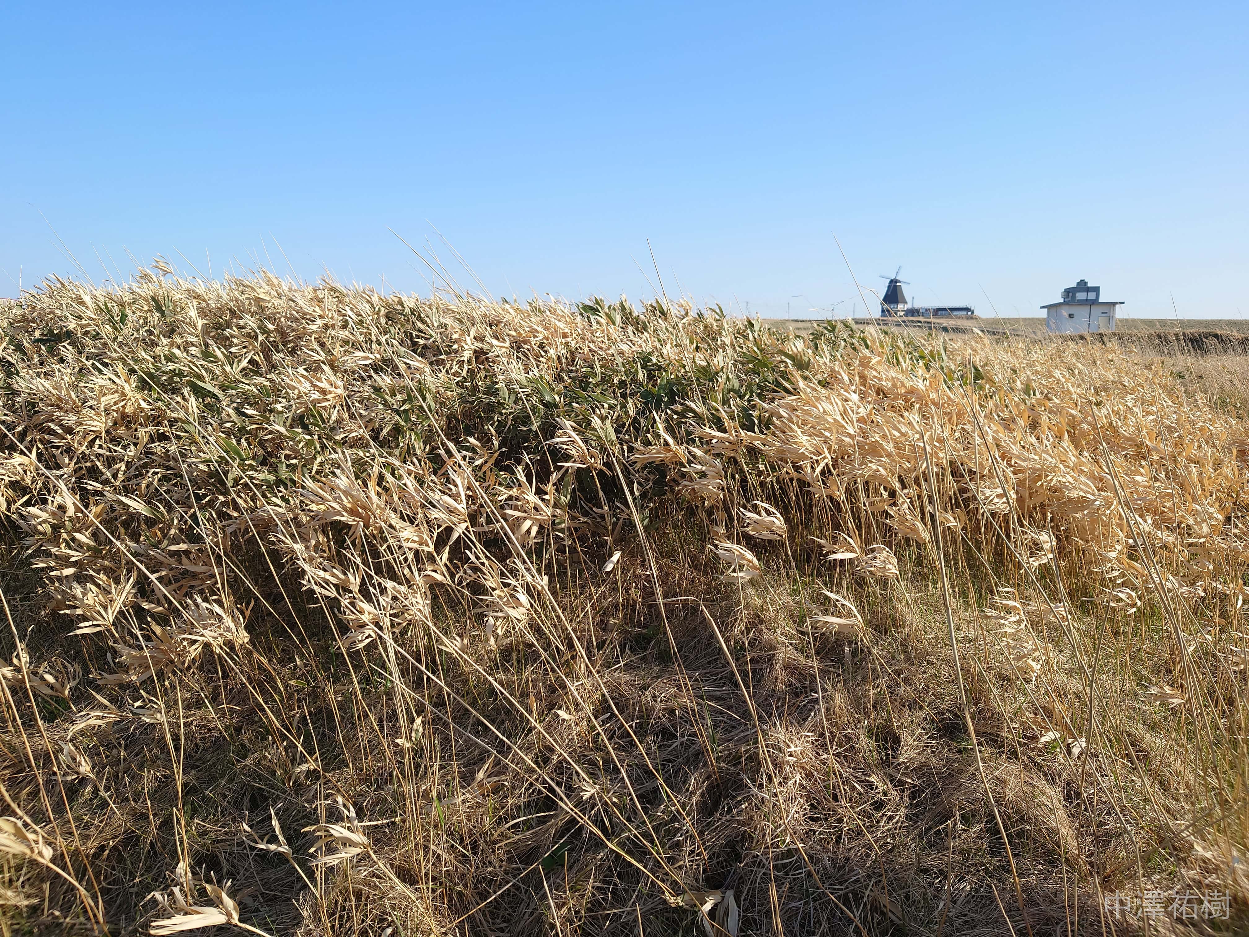 89.宗谷岬・枯れ草と観測塔