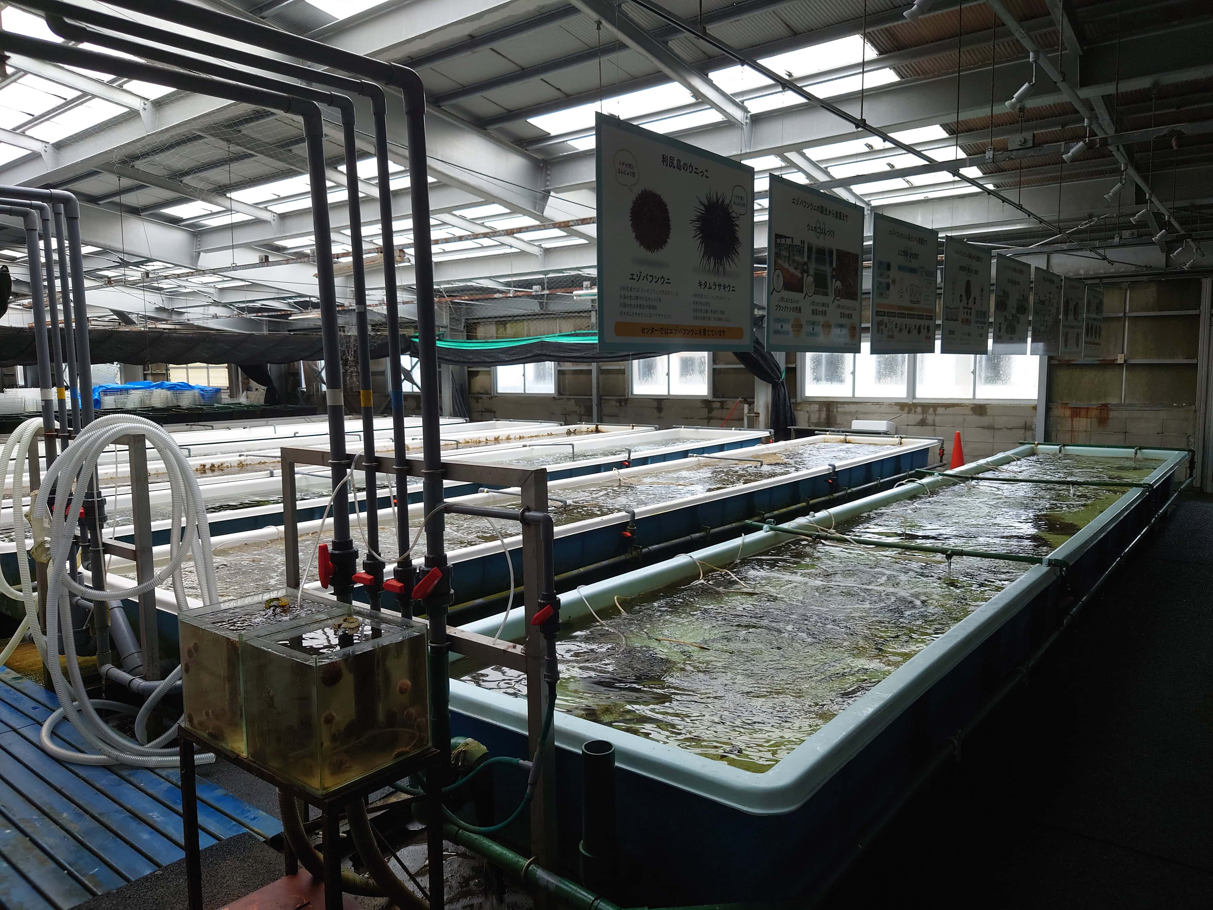 35.利尻町ウニ種苗生産施設・育成水槽全景