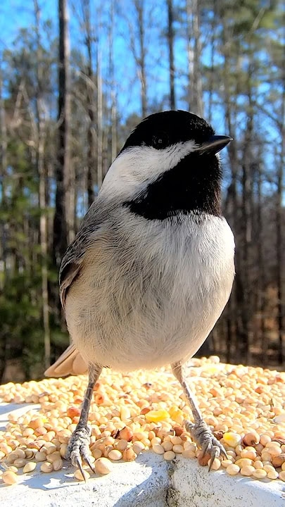 Chickadee Bird Call