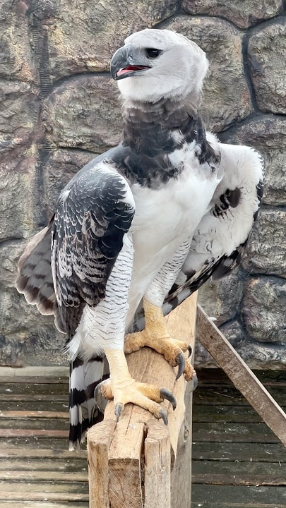 The Largest Bird of Prey in the World