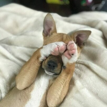 前足で顔を隠して恥ずかしそうに見える子犬