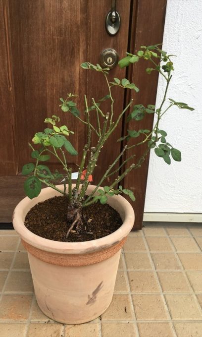弱ったバラ剪定後