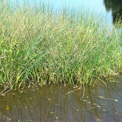 Bulrush