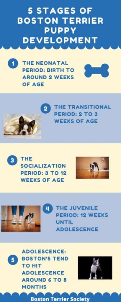 5 stages of boston terrier puppy development