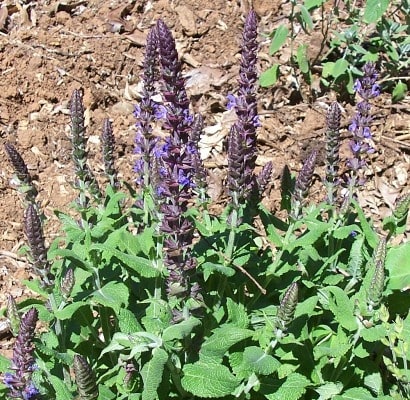 Salvia superba 'Blue Queen'