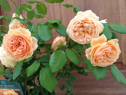 01クラウンプリンセスマルガリータのお花