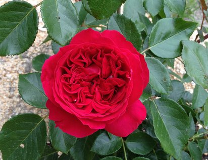 ルージュピエールドゥロンサール開花1