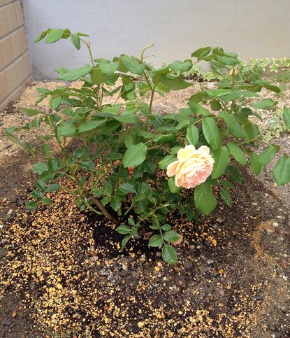 19植えてから花柄つみ