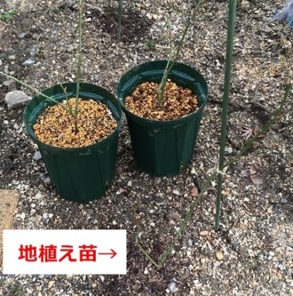 クレアオースチン