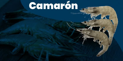 Banners pequeños-02