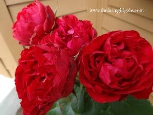 Red Roses