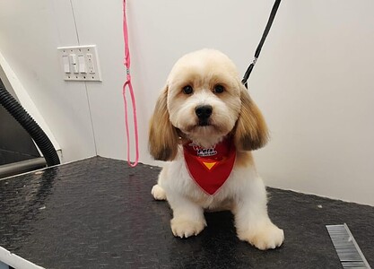 A fluffy dog wearing a red bandana sitting on a grooming table in a pet grooming salon. A fluffy dog wearing a red bandana sitting on a grooming table in a pet grooming salon.