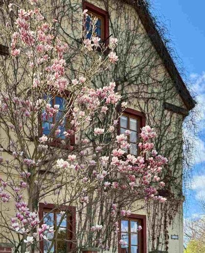 Wohnen am Cospudener See 7 Magnolien an Hausfassade in Knauthain-Knautkleeberg
