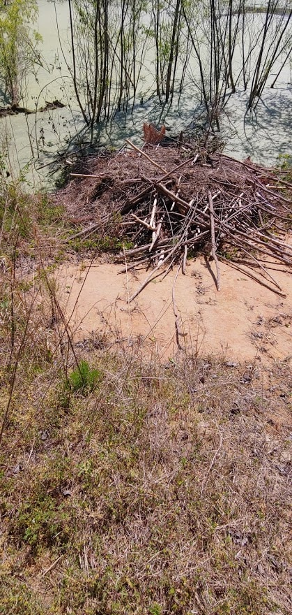 Beaver Lodge