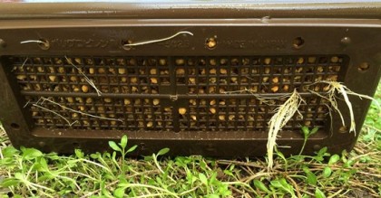 バラの挿し木苗が鉢底から出る