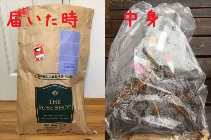 バラの裸苗到着