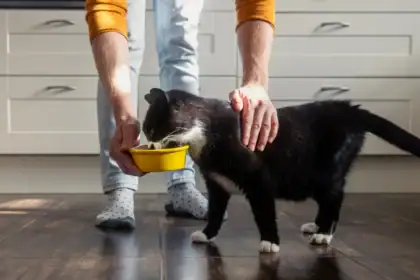 Pet Food Is Changing in Italy: Health-Focused Labels Are Reshaping What Pet Parents Put in Their Carts