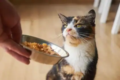 Microplastics Found in More Than 75% of Pet Food Tested, Raising Fresh Questions About Pet Health