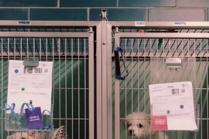 NYC Animal Shelters Reach Breaking Point as Housing Crisis Forces More Families to Give Up Their Pets
