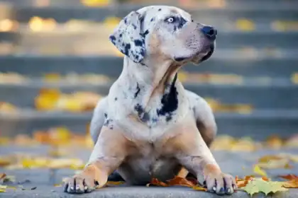 Calmest Dog Breeds Revealed: 10 Gentle Companions Perfect for Peaceful Homes