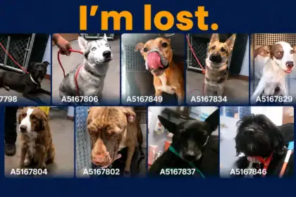 Over 100 Lost Pets Flood Arizona Shelters After Fourth of July Fireworks, Authorities Urge Families to Check for Missing Animals