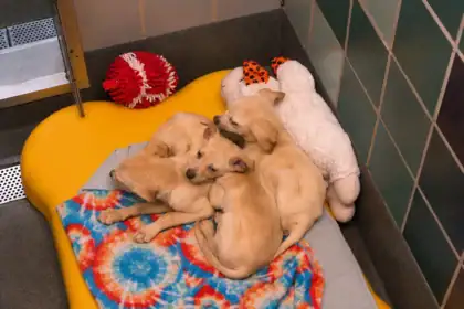 Houston's Animal Shelter Crisis: Thousands of Homeless Pets Await Families as Overcrowded Shelters Fight for Space
