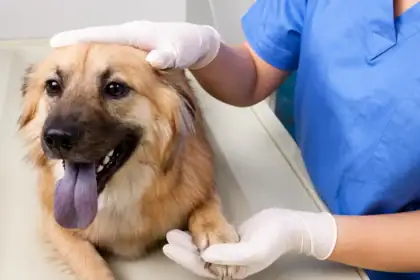 UK Proposes Major Vet Reforms: Pet Prescription Fees Could Be Capped at £21 Under New Rules