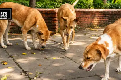 Maharashtra Just Changed the Rules on Stray Dogs — Schools, Hospitals and Airports Are Now Off-Limits. Here Is Everything That Changes.