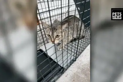 Rescue groups believe pets are being snatched, dumped off the McKay Bridge over Lake Houston