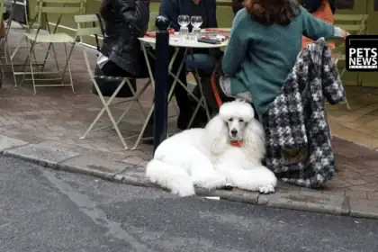 73 Million Pets and Still Growing- What France's Booming Pet Market Tells the World About Where the Pet Industry Is Heading