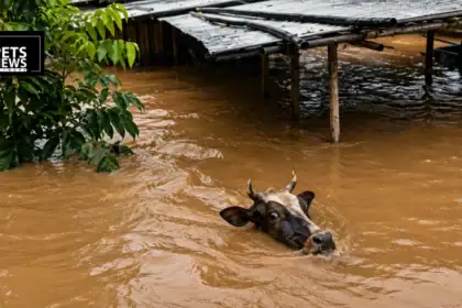 Assam Floods Sweep Away 540 Animals in a Single Day as Livestock Toll Nears 1.4 Lakh
