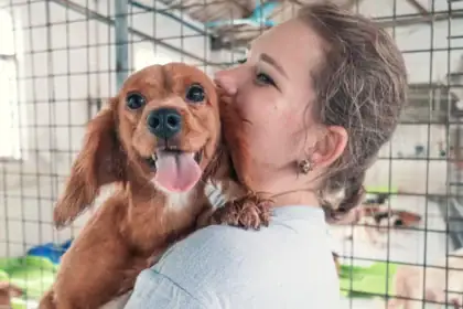 Want to Help Shelter Pets? Here's How You Can Make a Real Difference Beyond Adoption