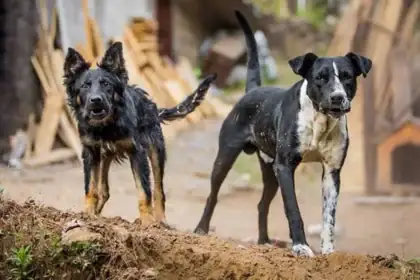 Delhi to Launch Massive Dog Microchipping Drive as MCD Targets Rabies-Free Capital